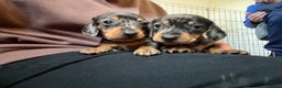 Miniature Dachshund dogs for sale: Miniature Dachshunds Dapple - Advert 10