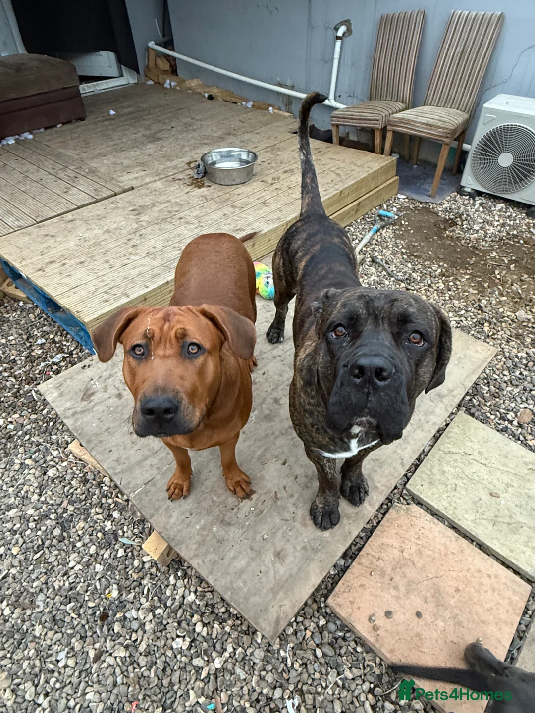 Mixed Breed dogs for sale: ❣️ Cane Corso x Chinese Red Dog Puppies ❣️ in Sittingbourne - Advert 1