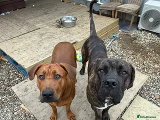 Mixed Breed dogs ❣️ Cane Corso x Chinese Red Dog Puppies ❣️ - Advert 1