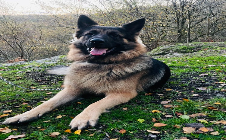 German Shepherd dogs Champion bloodline German Shepherd 🥇  - Advert 15