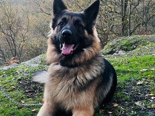 German Shepherd dogs for sale: Champion bloodline German Shepherd 🥇 - Advert 1