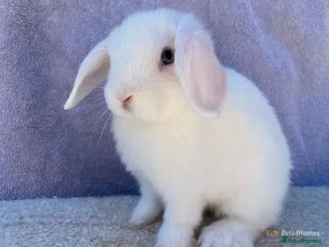 Mini Lop rabbits for sale: Stunning babies various ages vaccinated  - Advert 22