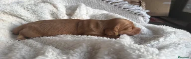 Miniature Dachshund female