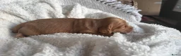 Miniature Dachshund dogs for sale: Quality Miniature Dachshund Puppies - Advert 11