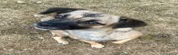 Mixed Breed dogs for adoption: Marlene for Adoption - Advert 6