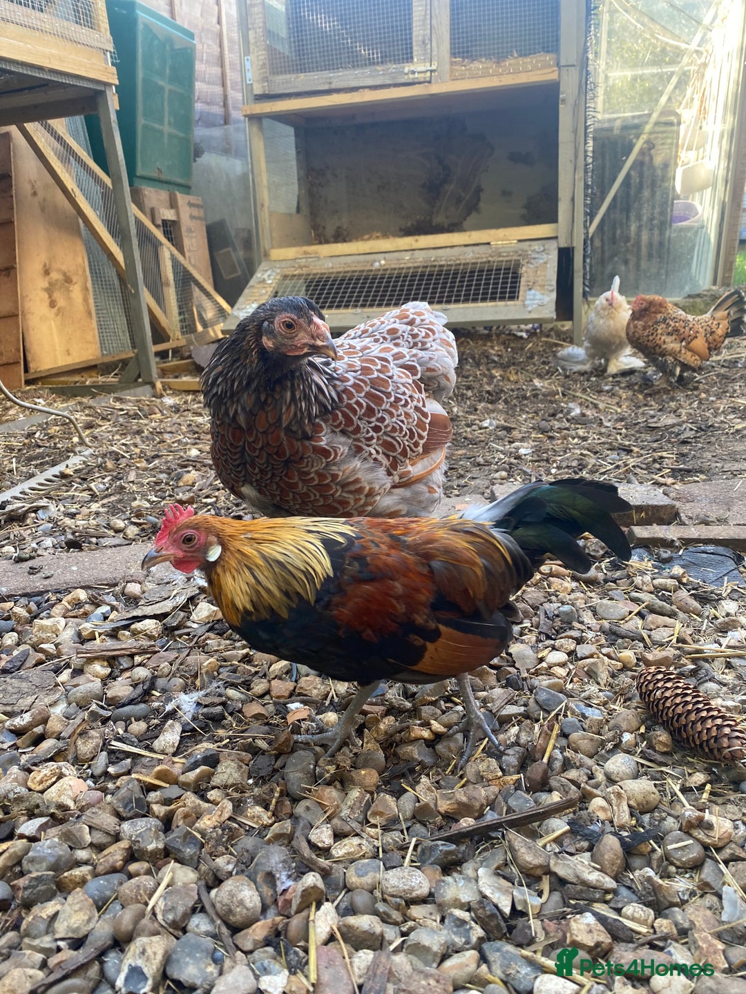 Chickens poultry for sale: Thuringian chickens - Image 9