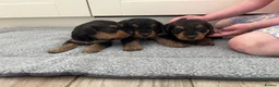 Airedale Terrier dogs for sale: Beautiful Airedale terrier puppies  - Advert 8