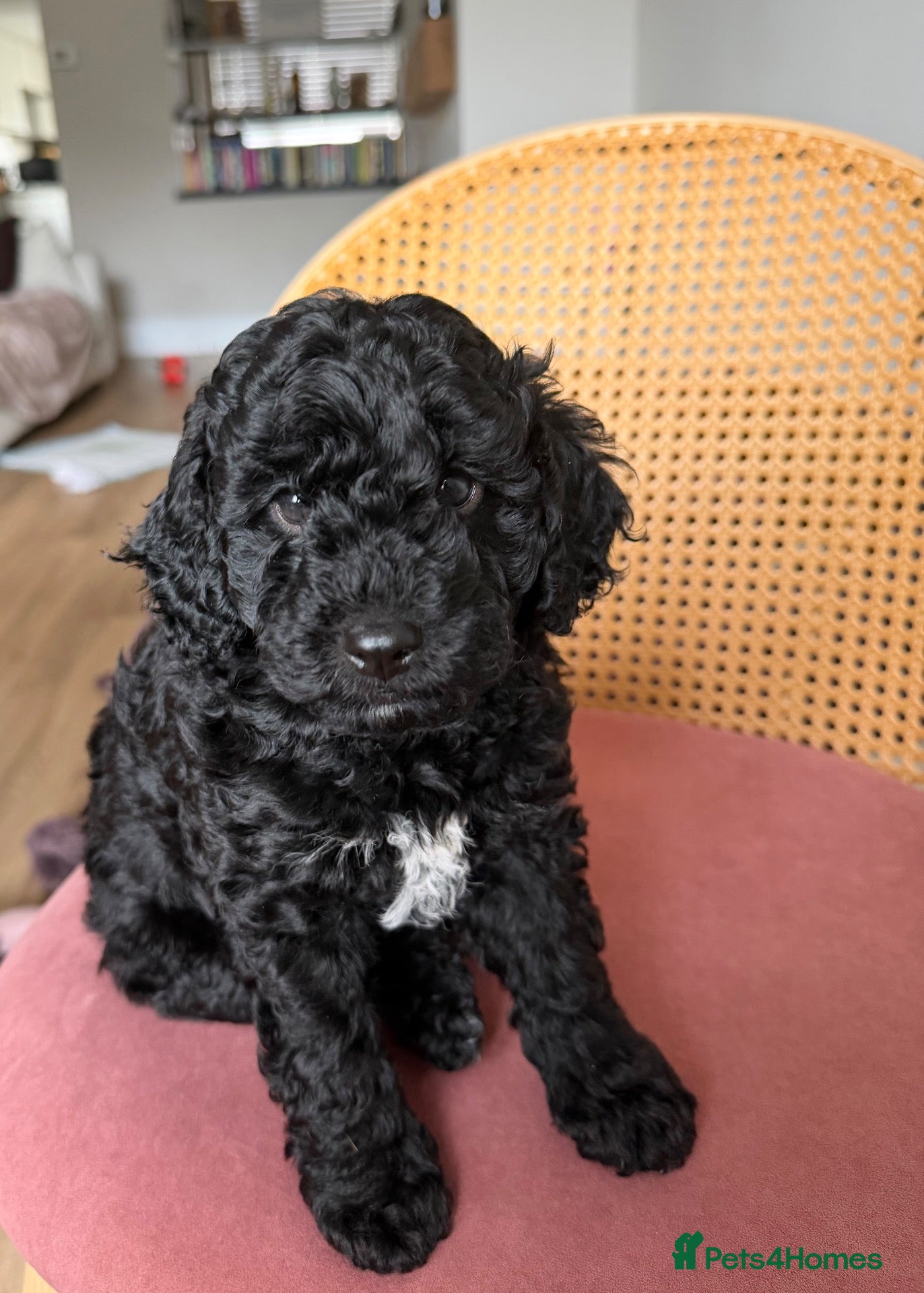 Mixed Breed dogs 2 Male F1b Beaglepoo - Advert 9