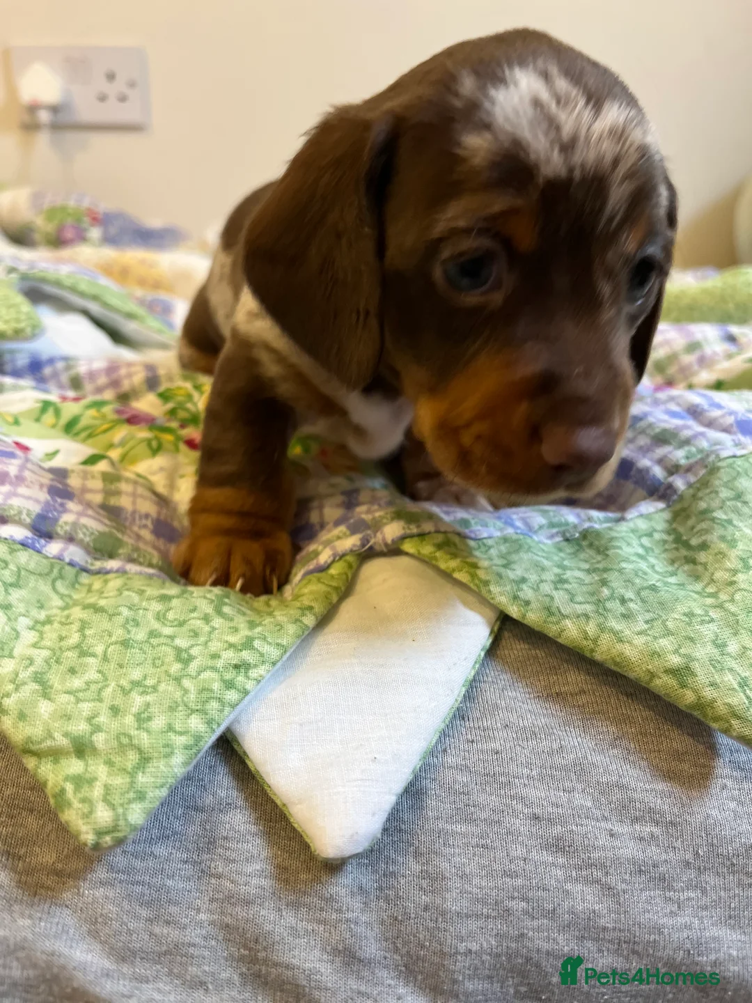 Miniature Dachshund dogs for sale: . Mini Dutch Hound Pups – Choc & Dapple - Advert 24