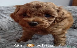 Maltipoo dogs for sale: red toy maltipoos - Image 6