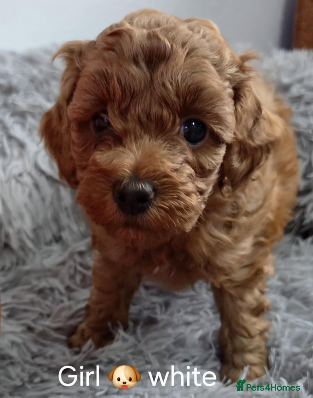 Maltipoo dogs for sale: red toy maltipoos - Image 6