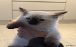Ragdoll cats for sale: Ragdoll kittens  - Image 2