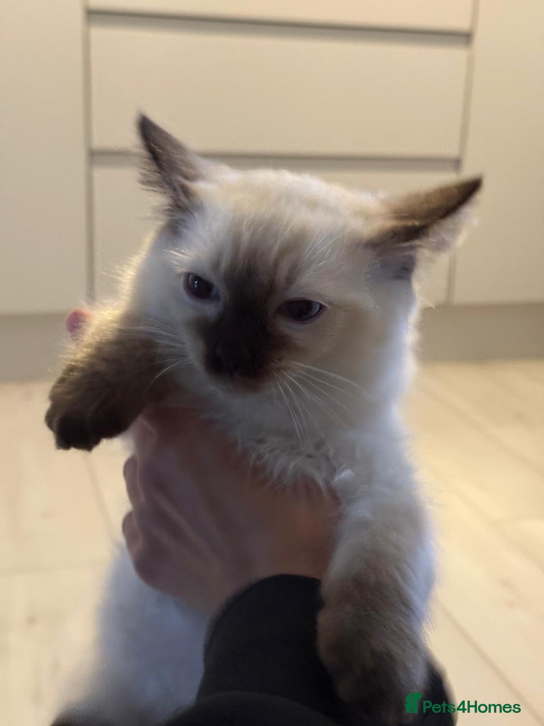 Ragdoll cats for sale: Ragdoll kittens  - Image 2