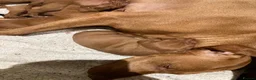 Hungarian Vizsla dogs for sale: Smooth coated Hungarian Vizsla  - Advert 4