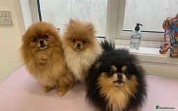 Pomeranian dogs for stud: 1.6kg Chocolate producer ovulation test included  - Image 10