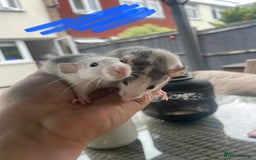 Rat rodents for sale: Baby dumbo rats 🐀  - Image 3