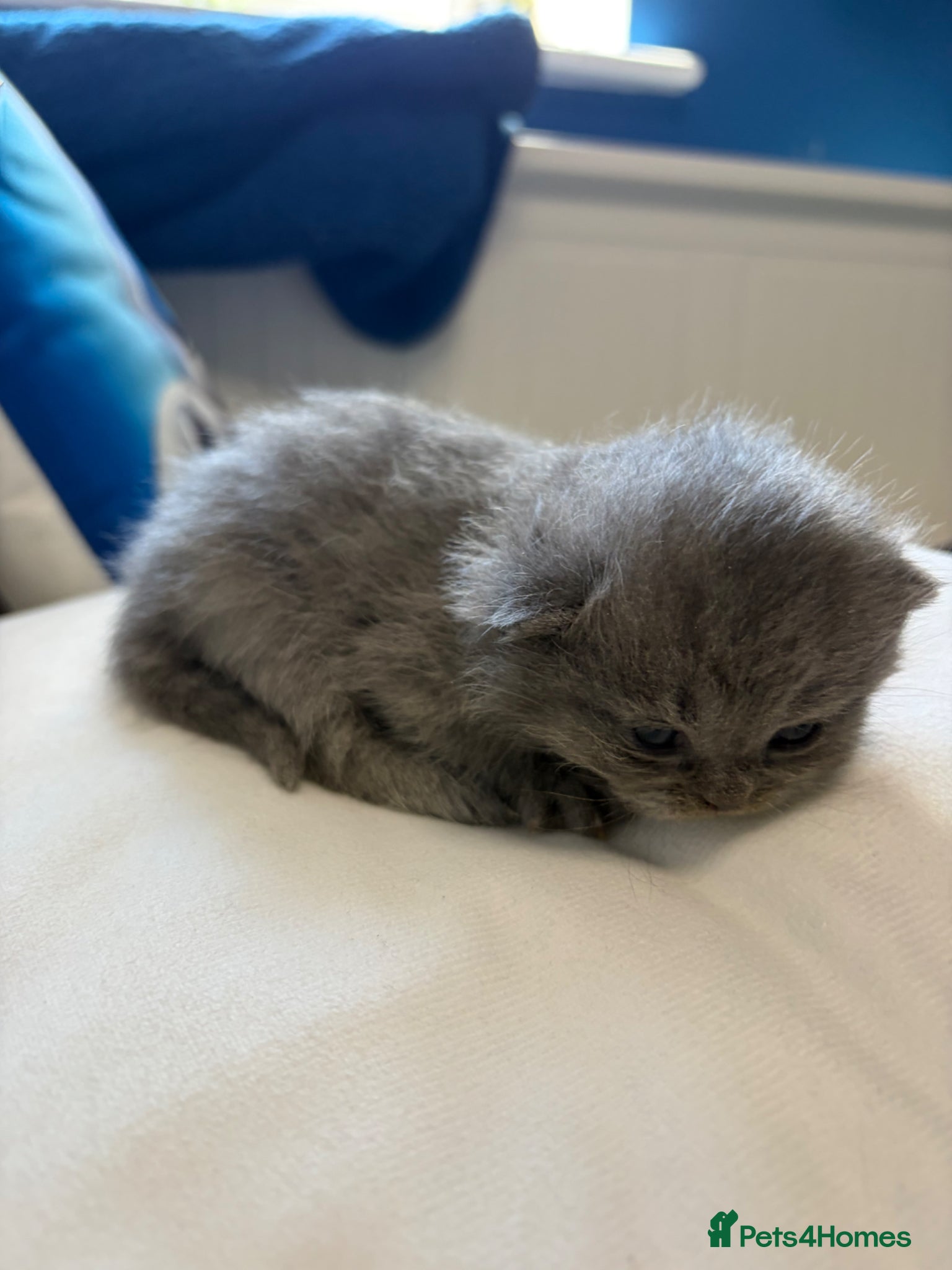 British Shorthair cats British Chincilllas Persians - Advert 6