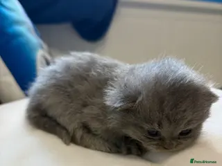 British Shorthair cats British Chincilllas Persians - Advert 6