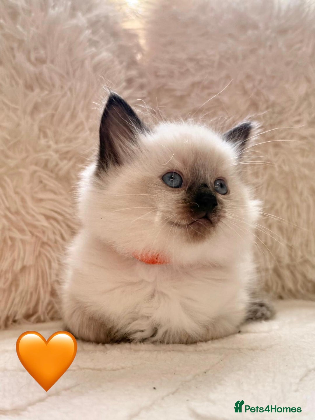 Ragdoll cats for sale: 🩷🌸7 weeks🌸6 Purebred Ragdoll🌸🩷 - Advert 6