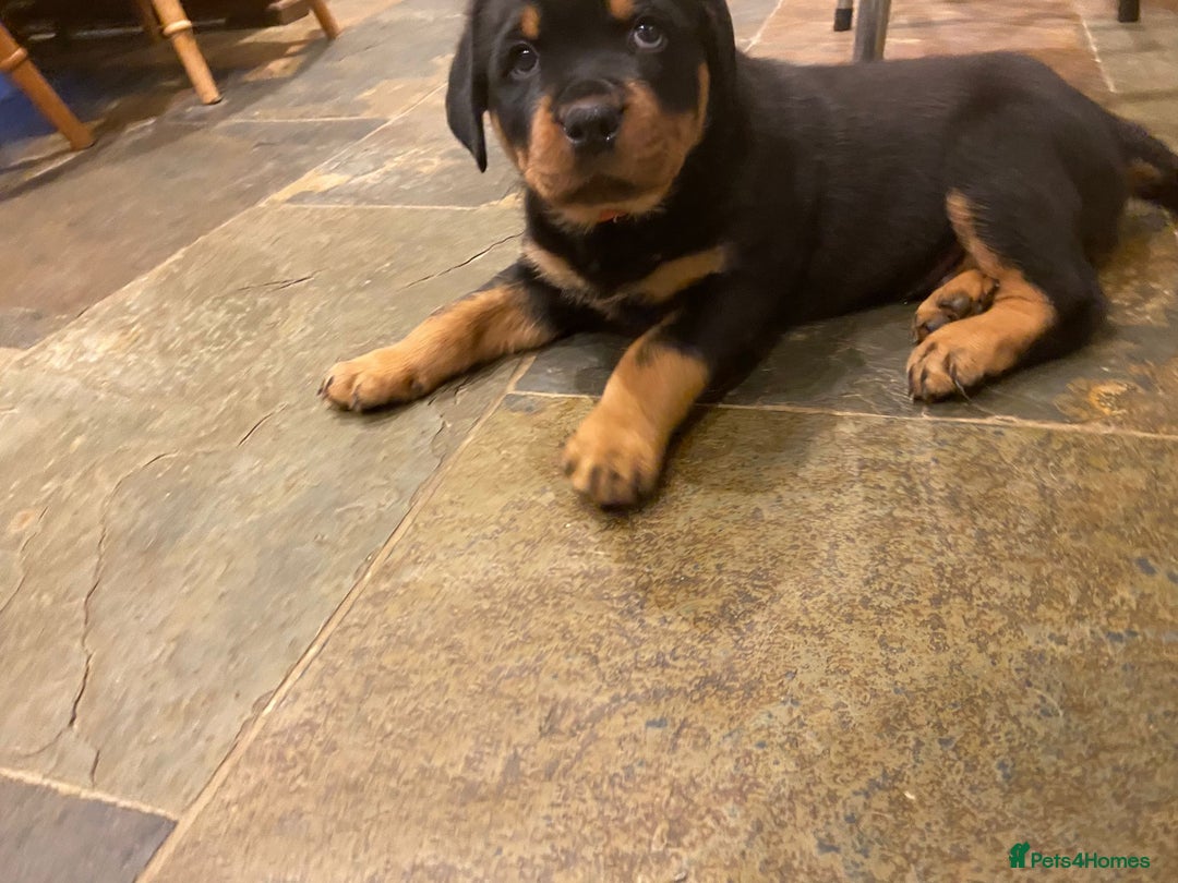 Rottweiler dogs for stud: Rottweiler Stud KC REGISTERED  in Buckingham - Image 6