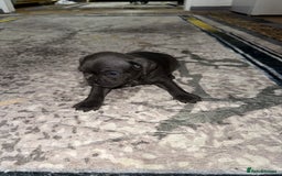 French Bulldog dogs for sale: 4 Little puppy original french bulldog 3 girls1 bo - Image 5