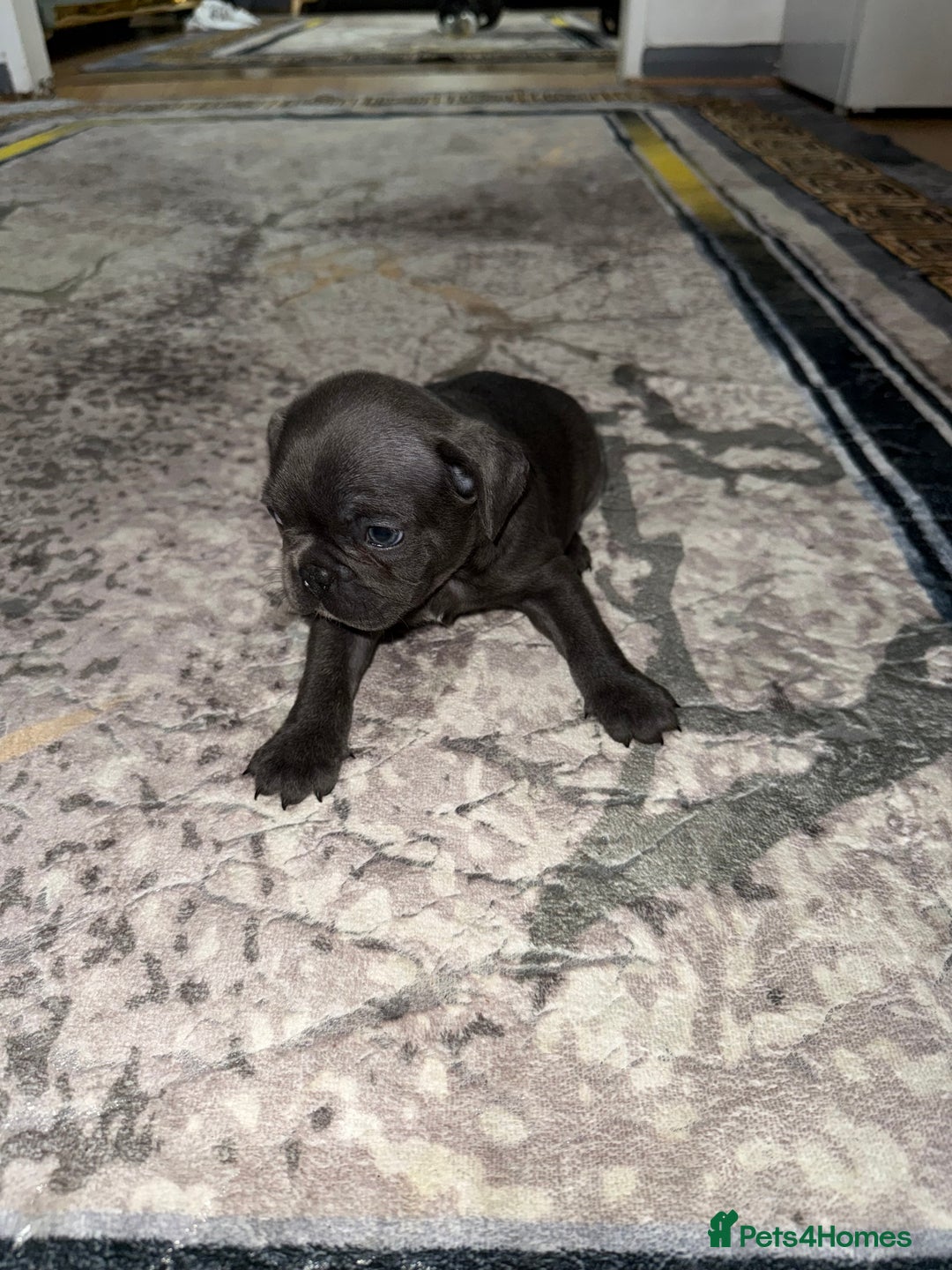 French Bulldog dogs for sale: 4 Little puppy original french bulldog 3 girls1 bo - Image 5