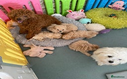 Maltipoo dogs for sale: Beautiful Apricot Maltipoo puppies. - Image 7