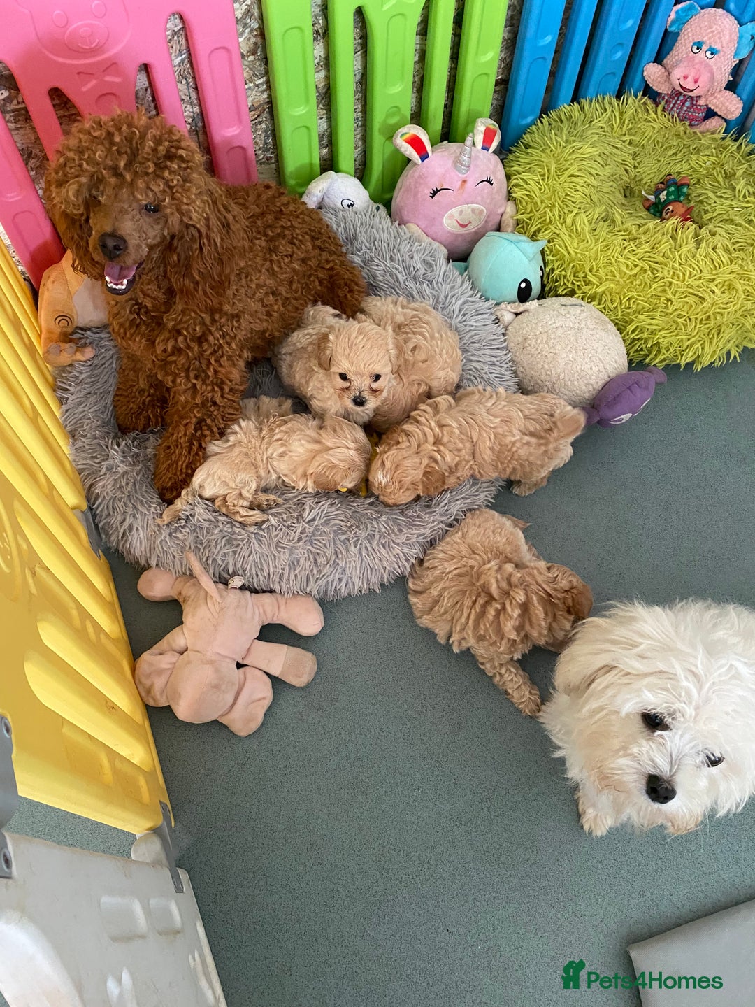 Maltipoo dogs for sale: Beautiful Apricot Maltipoo puppies. - Image 7