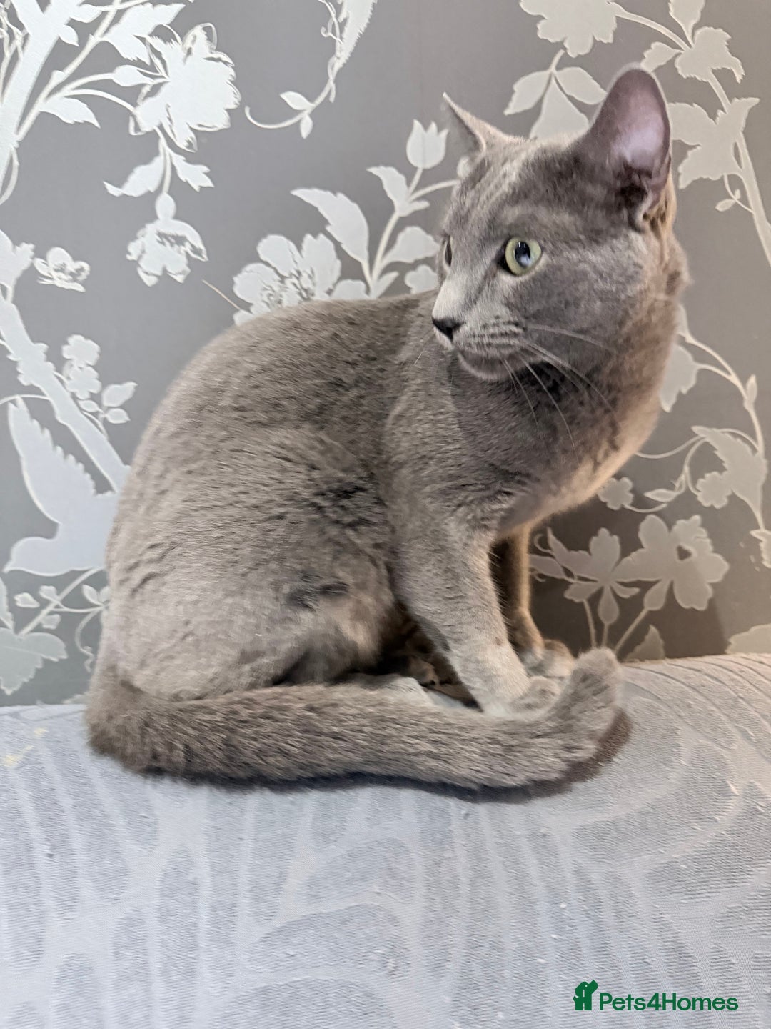 Russian Blue cats for sale:  friendly Russian blue excellent with kids - Advert 6