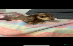 Miniature Dachshund dogs for sale: Dachshund puppy  - Image 2