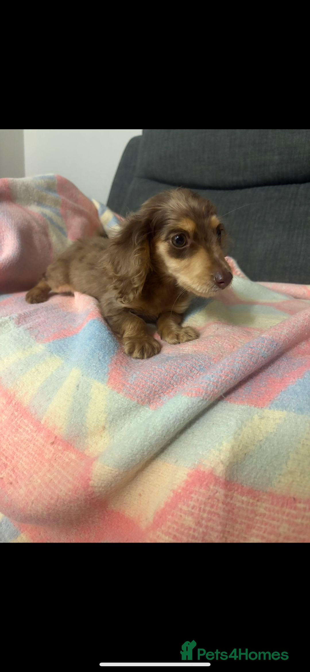 Miniature Dachshund dogs for sale: Dachshund puppy  - Image 2