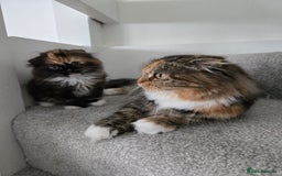 Scottish Fold cats for sale: 💖 Gorgeous Calico Scottish Fold Kitten 💖 - Image 8