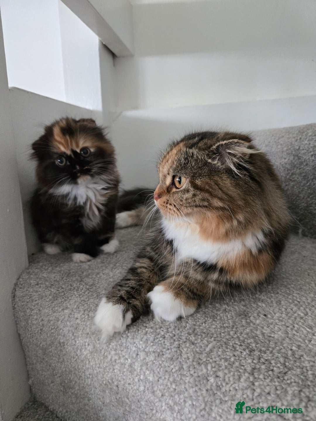 Scottish Fold cats for sale: 💖 Gorgeous Calico Scottish Fold Kitten 💖 - Image 8