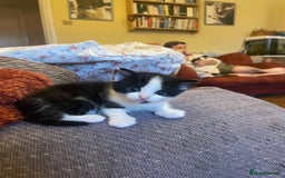 British Longhair cats for sale: British Longhair x domestic black white kittens - Image 9