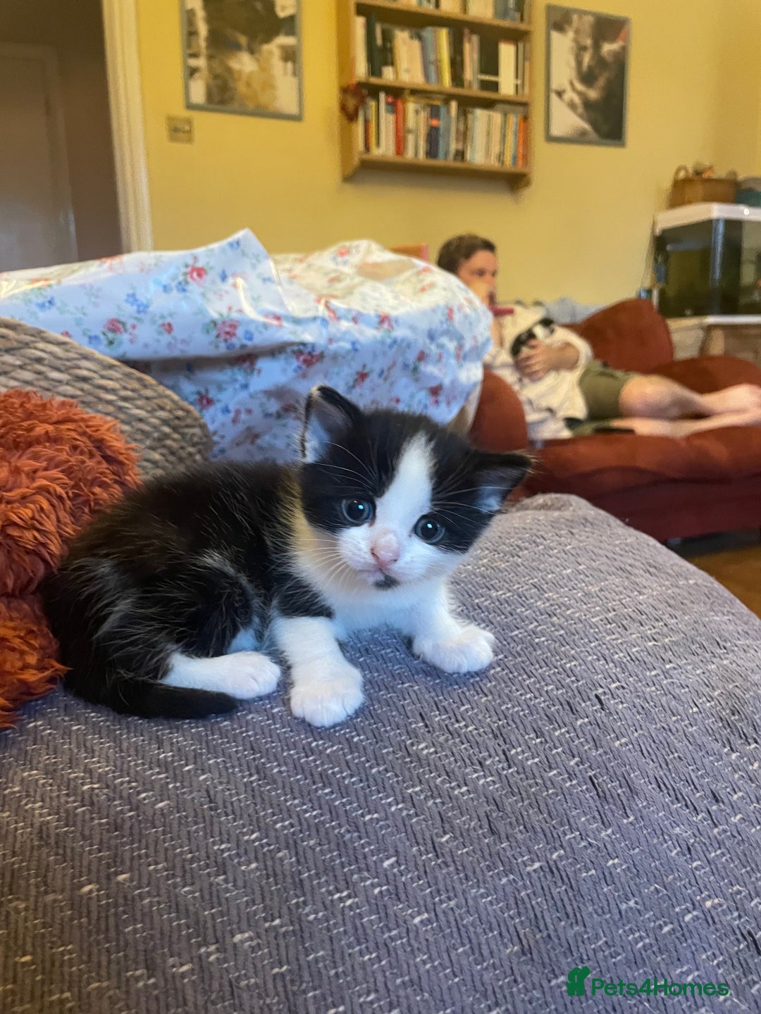 British Longhair cats for sale: British Longhair x domestic black white kittens - Image 9