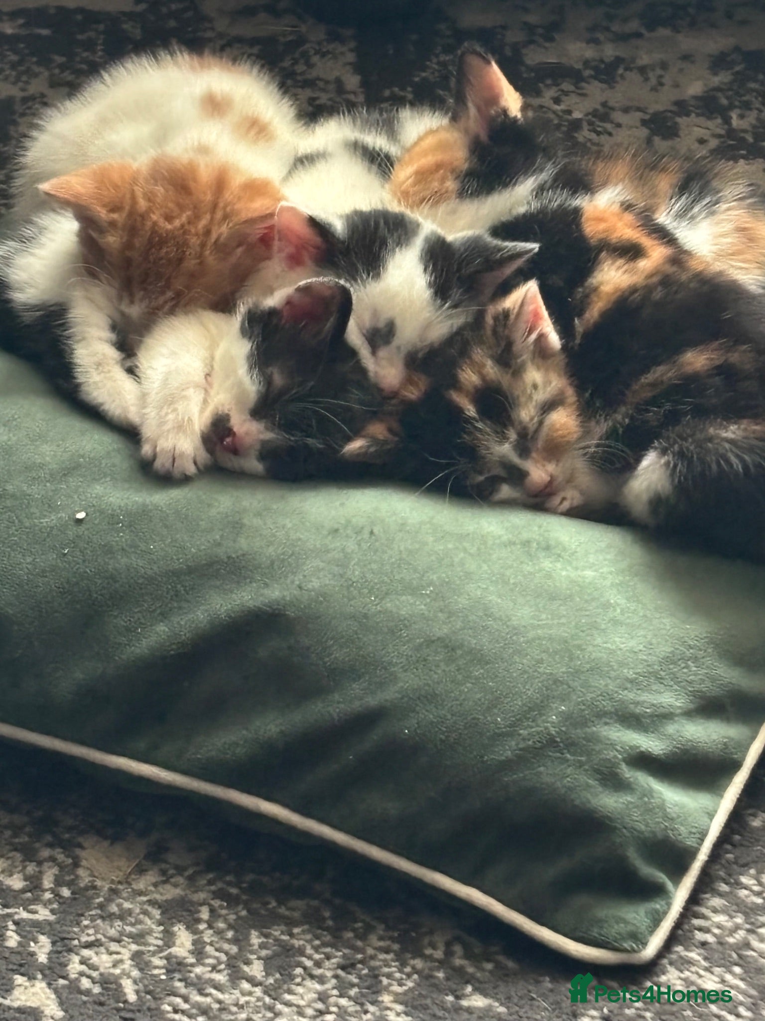 Mixed Breed cats Munchkin x kittens  - Advert 10