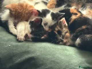 Mixed Breed cats Munchkin x kittens *Ready this week* - Advert 1