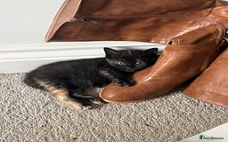 Domestic Shorthair cats for sale: Cute friendly kittens  - Image 4