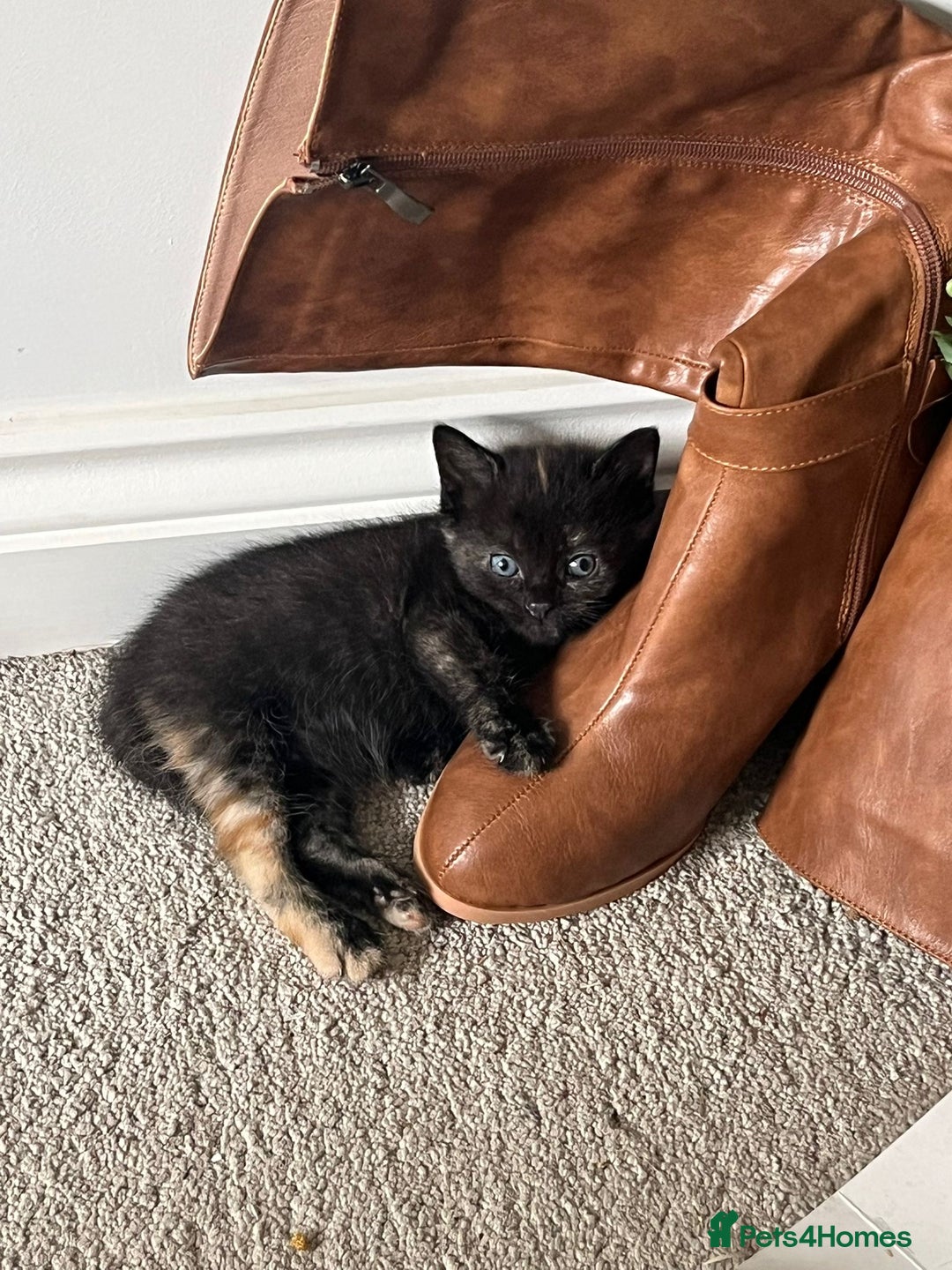 Domestic Shorthair cats for sale: Cute friendly kittens  - Image 4