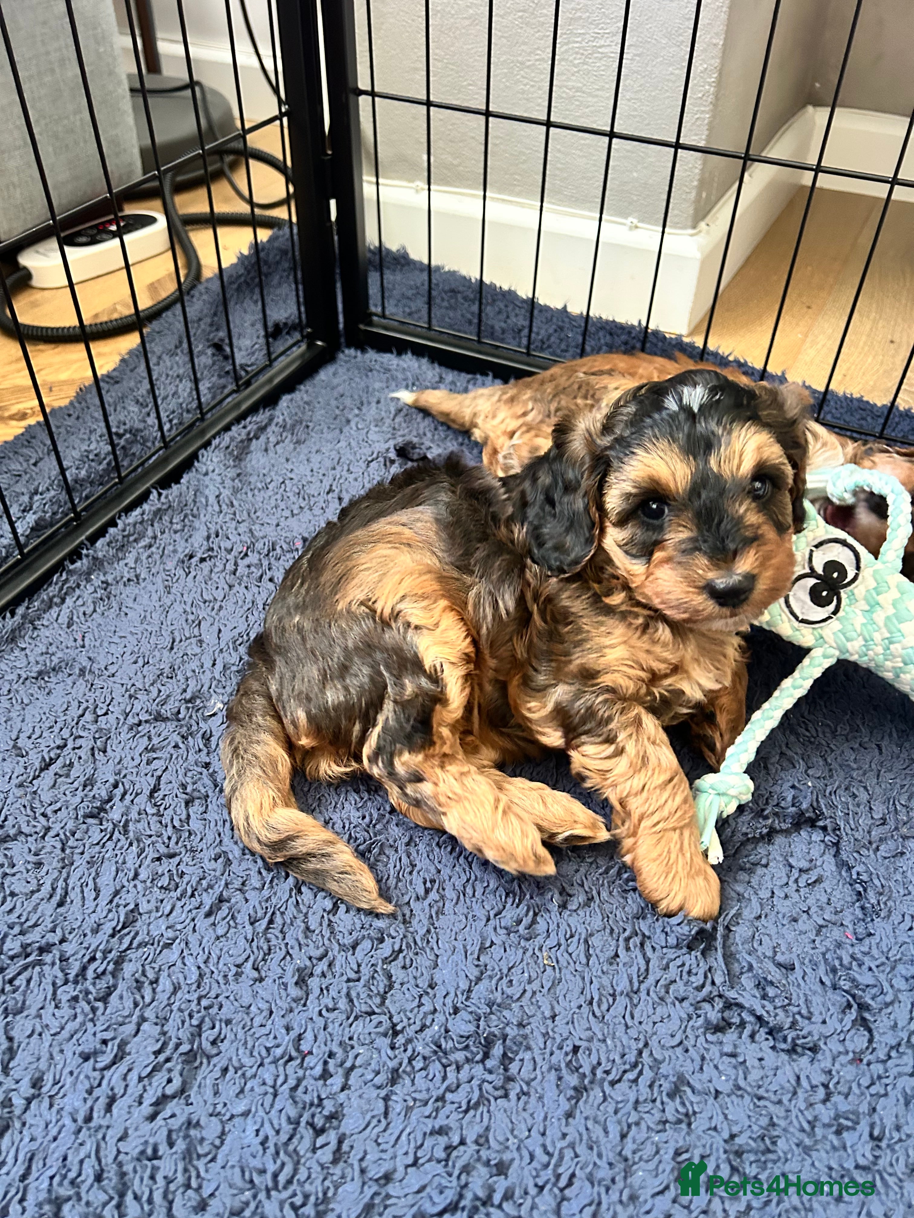 Cockapoo dogs Stunning Cockapoo Puppies Ready Soon  - Advert 2