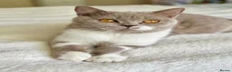 British Shorthair cats for sale: Cinnamon British Shorthair kittens  - Advert 1