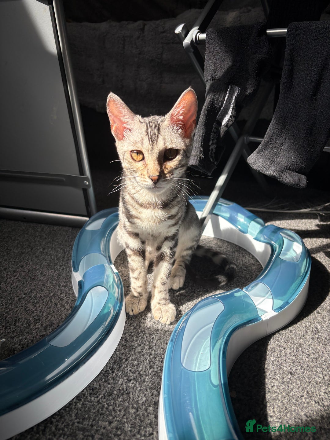 Bengal cats for sale: bengal girls  - Image 8