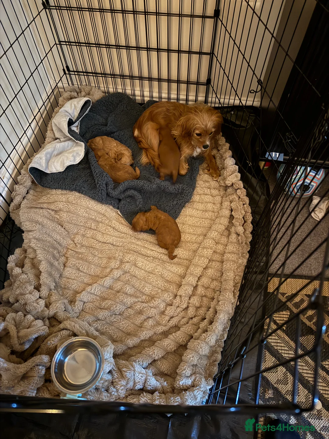 Cavapoo dogs for sale: Gorgeous cavapoo puppies  - Advert 2