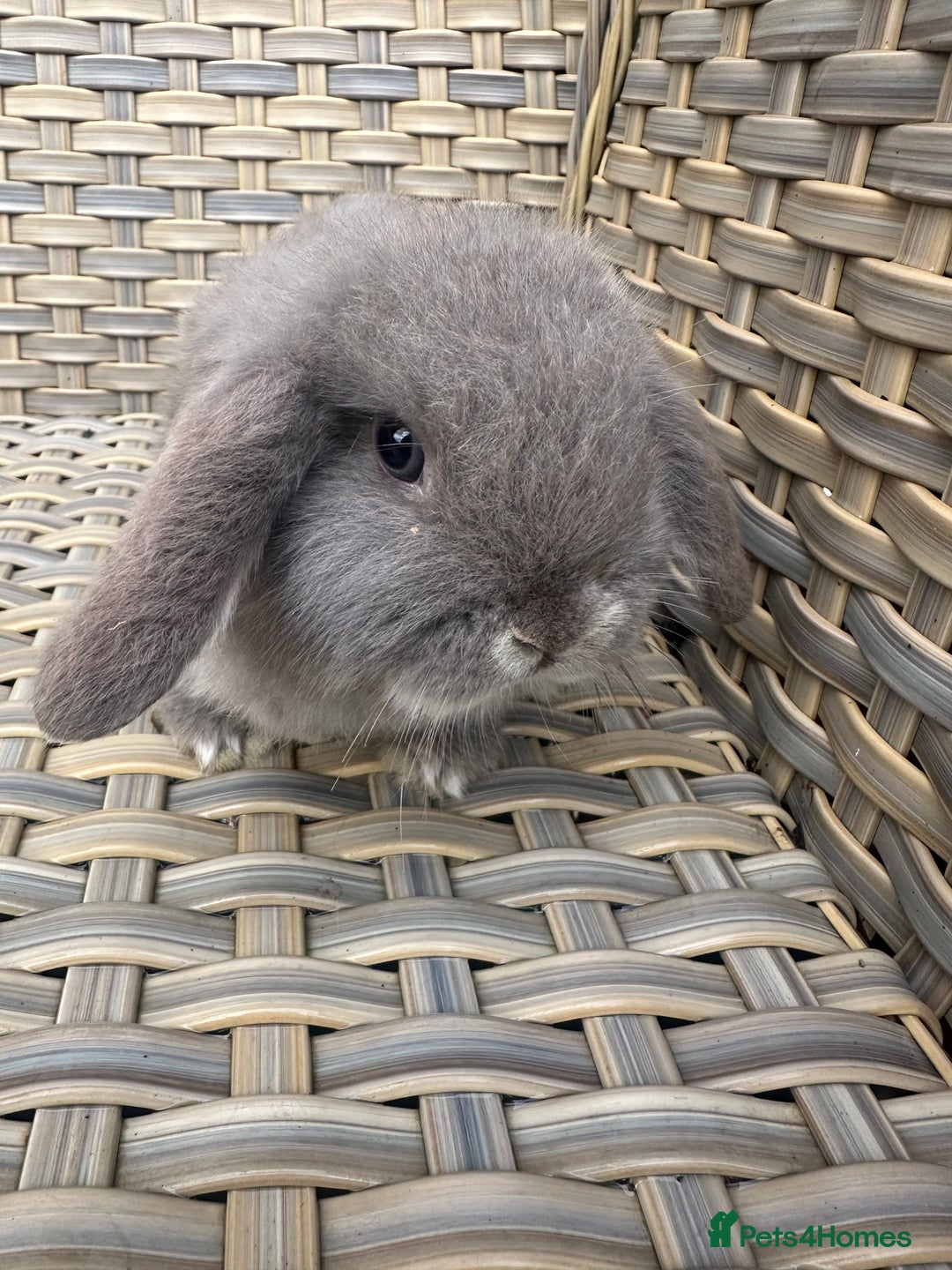 Mini Lop rabbits for sale: 2 Pretty female mini lop sisters. - Advert 10