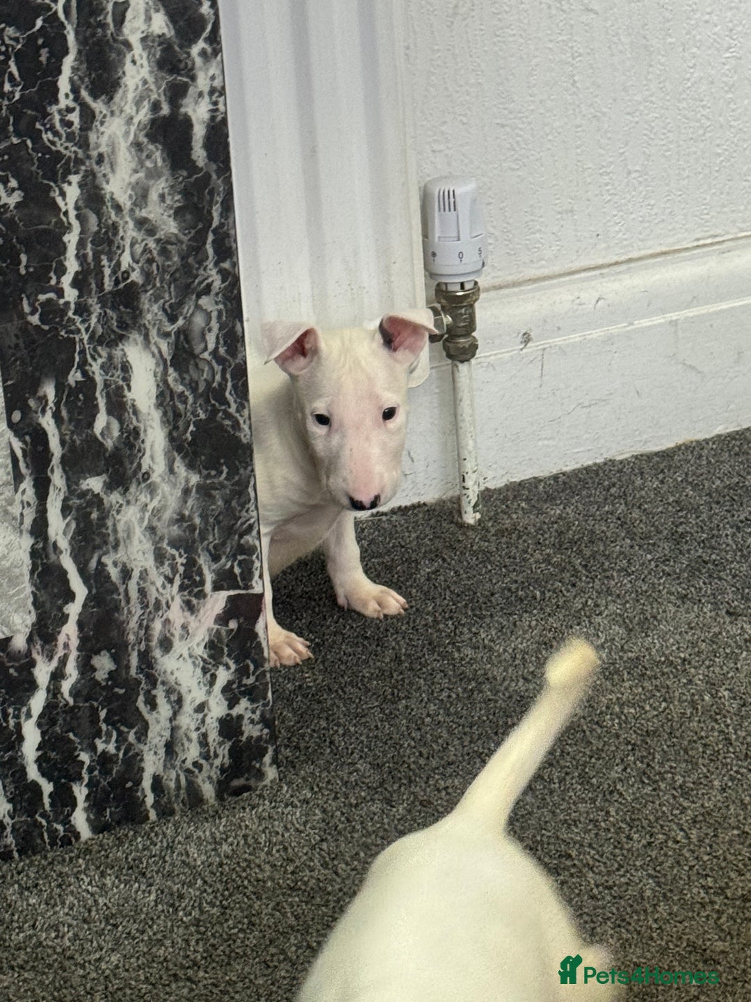 English Bull Terrier dogs for sale: 5 stunning English bull terrier boys  - Advert 10