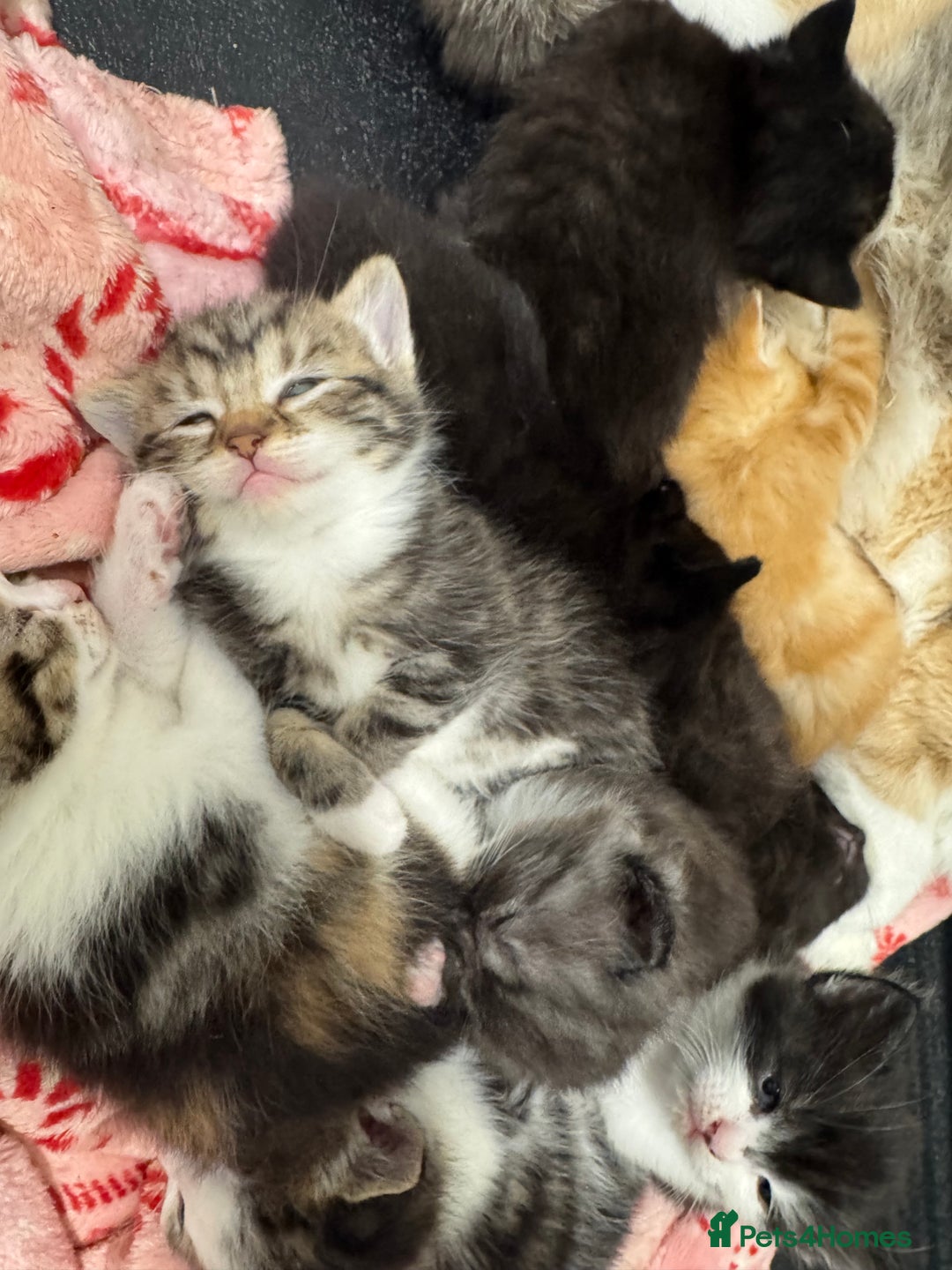 British Shorthair cats for sale: Beautiful fluffy kittens  - Advert 2