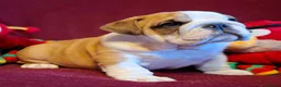 English Bulldog dogs for sale: 😍 Beautiful English Bulldog puppies 🥰 - Advert 6