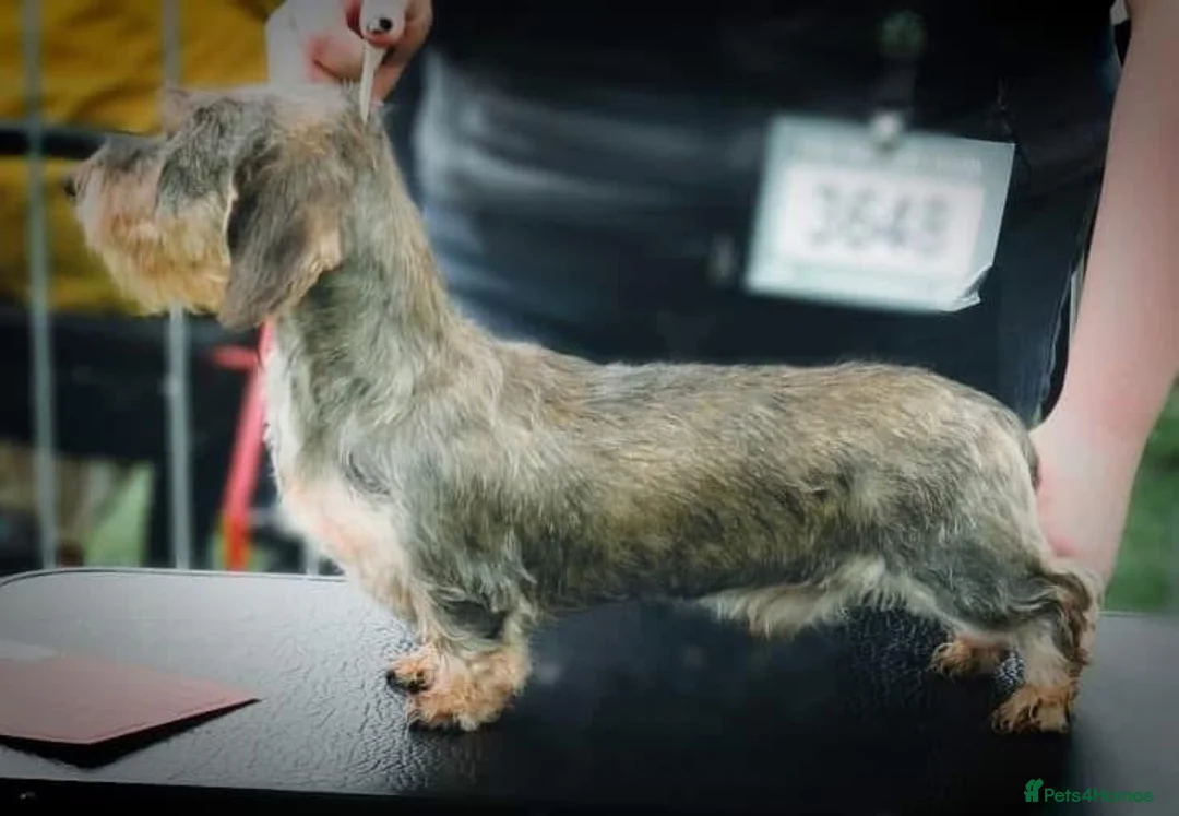 Miniature Dachshund dogs for stud: Crufts Qualified CH sired Wire Coat Stud in Dalry - Advert 2