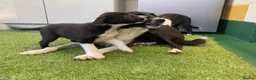 Border Collie dogs for sale: Border Collies puppies available  - Advert 10