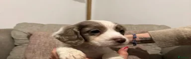 Cocker Spaniel 4